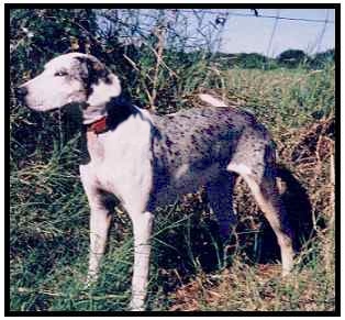 Blue Sky's Skie Bleaux