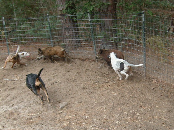Training our Pups