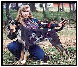 Hawk Hill's Renegade