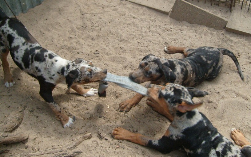 Tug of War