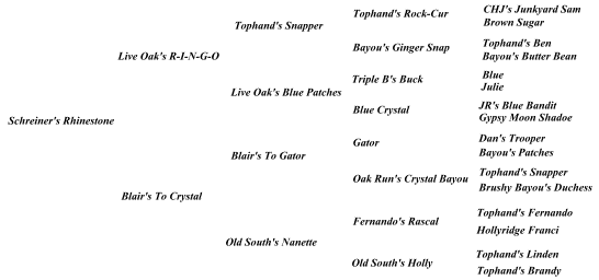 Rhinestone's pedigree