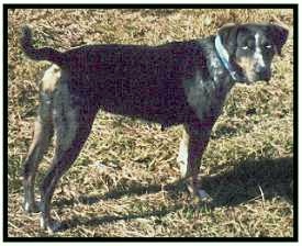 Wolf River's Evangeline